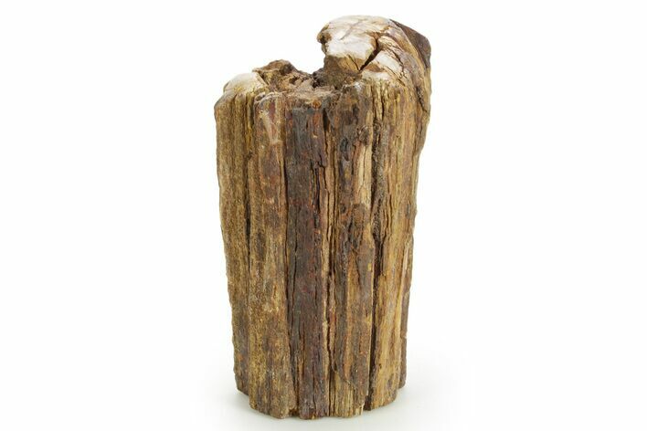 Triassic-Age Petrified Wood Log - Madagascar #379253